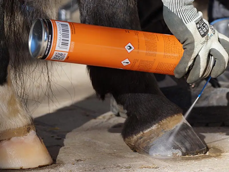 Der Hufschmied bereitet den Huf für das Kleben mit dem GluShu vor. Zum Entfetten sprüht er den Huf mit dem ShuCleaner von Glue-U ein.