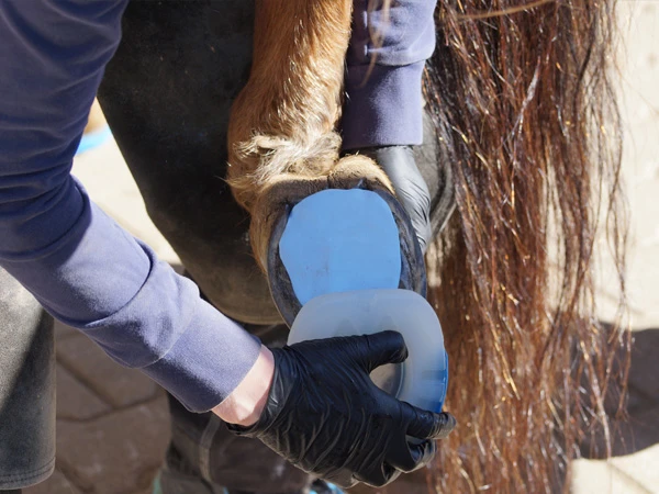 Le maréchal-ferrant positionne la plaque de base sur le sabot arrière du cheval. Il a déjà appliqué un coussin malléable sur le sabot.