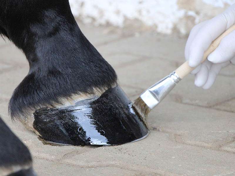 Hufschmied trägt nach der Barhufbearbeitung ein Pflegemittel auf den Huf auf