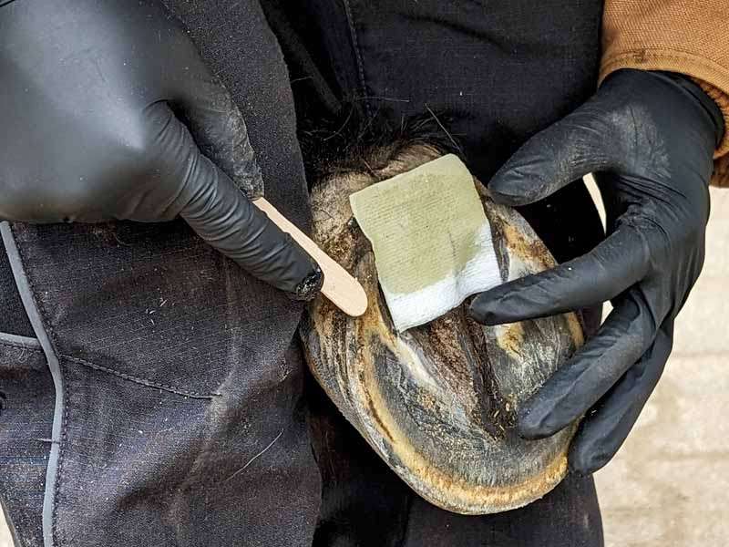 Pferdebesitzer behandelt den Strahl des Pferdes mit Strahlbalsam Pads und trägt dabei schwarze Einmalhandschuhe