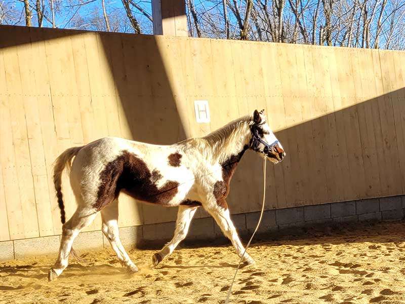 ein Pferd wird in der Reithalle longiert