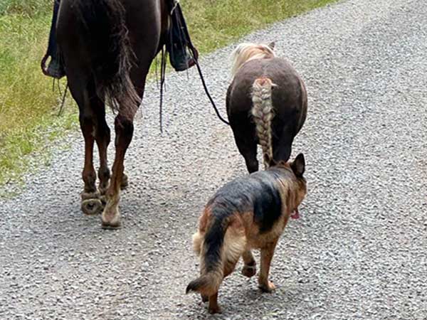 Cavaliere con cavallo a mano e cane  su una strada asfaltata