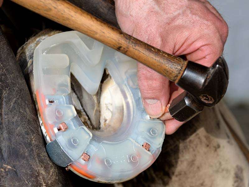 Hufschmied nagelt ein alternatives Hufeisen auf und trägt dabei keinen Handschutz