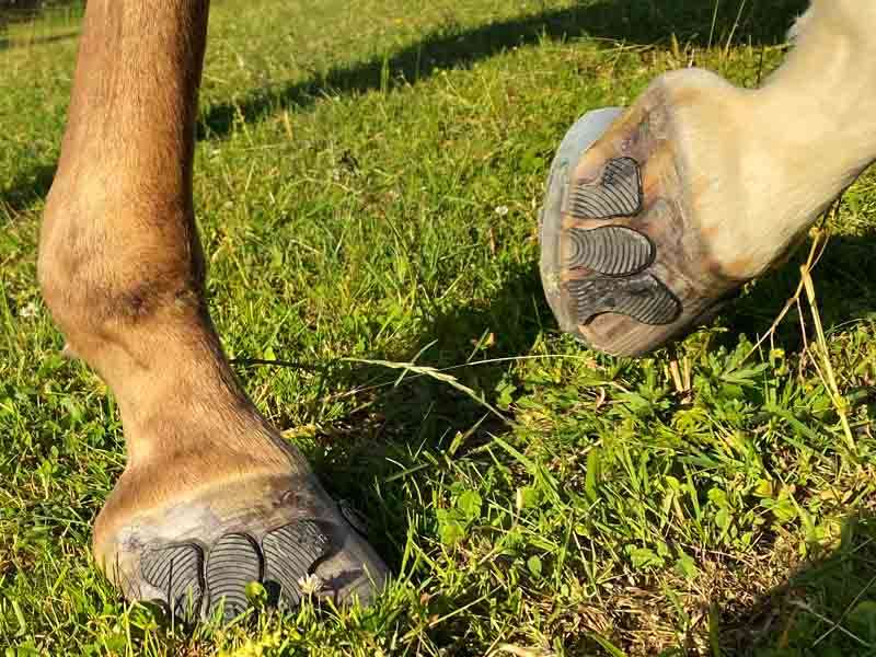 Pferdehufe mit Klebebeschlag in einer Wiese