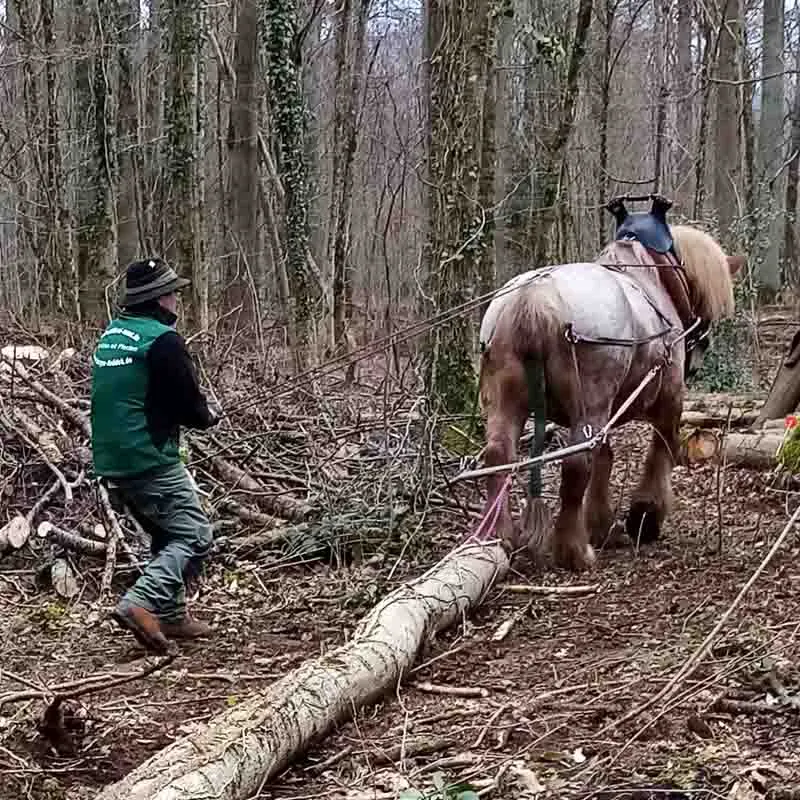 ein hellbraunes Ardenner-Kaltblutpferd zieht einen Baumstamm durch den Wald