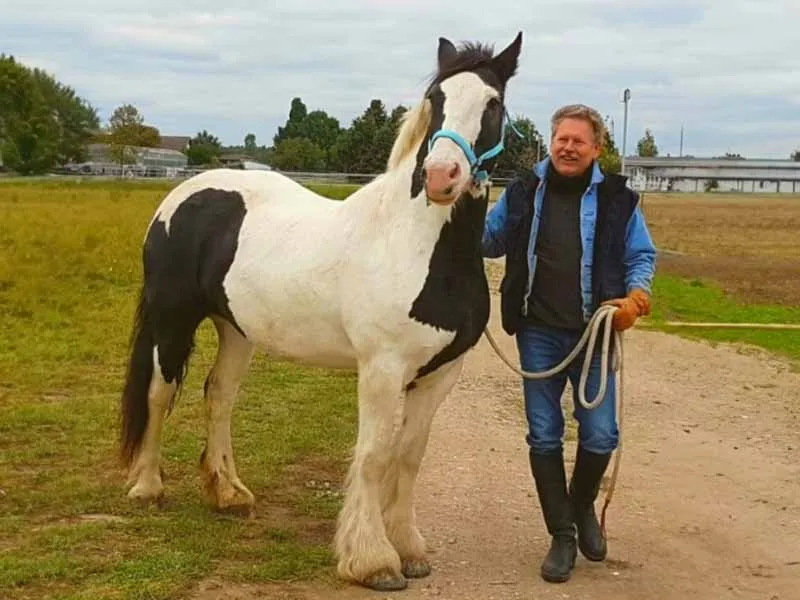 ein Clydesdale mit geklebtem Hufschutz steht auf einem Sandweg neben dem Hufschmied