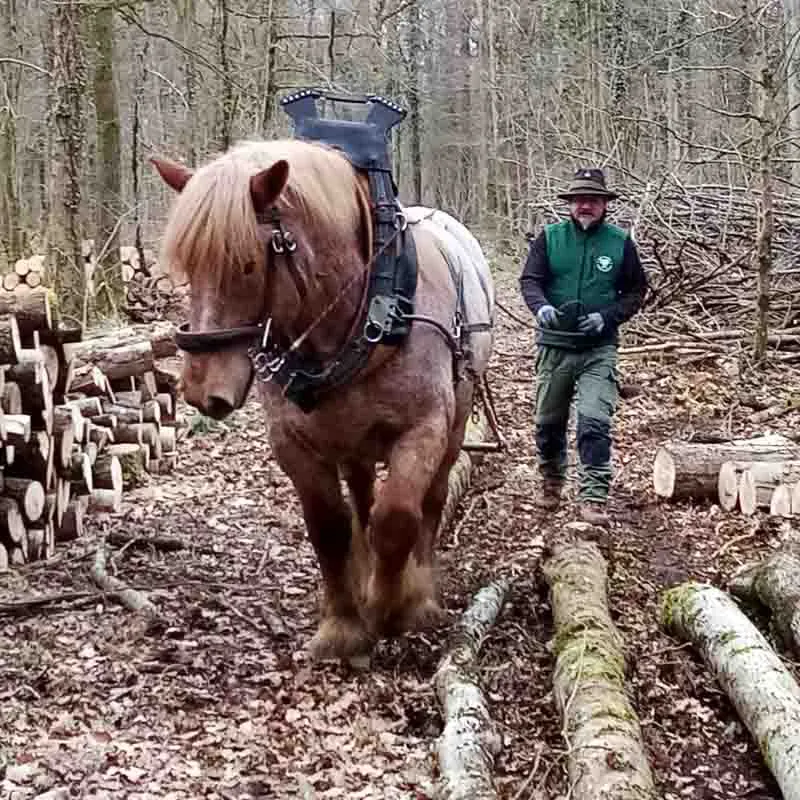 Ein hellbrauner Ardenner Kaltblutwallach beim Holzrücken mit Heavy Duty Shoes