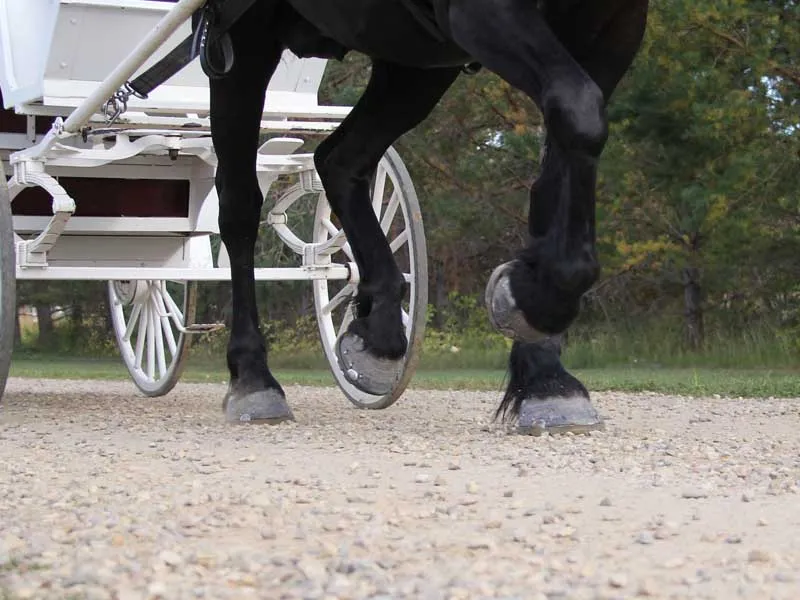 Eine schwarze Percheronstute mit alternativem Hufeisen für Kaltblutpferde zieht eine weisse Kutsche