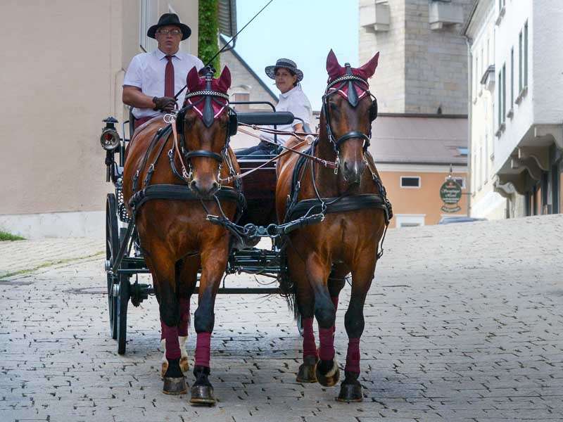 attelage de calèche sur les pavés de la ville