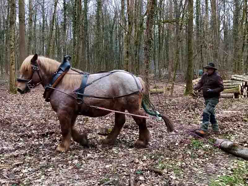 Sang froid au débardage