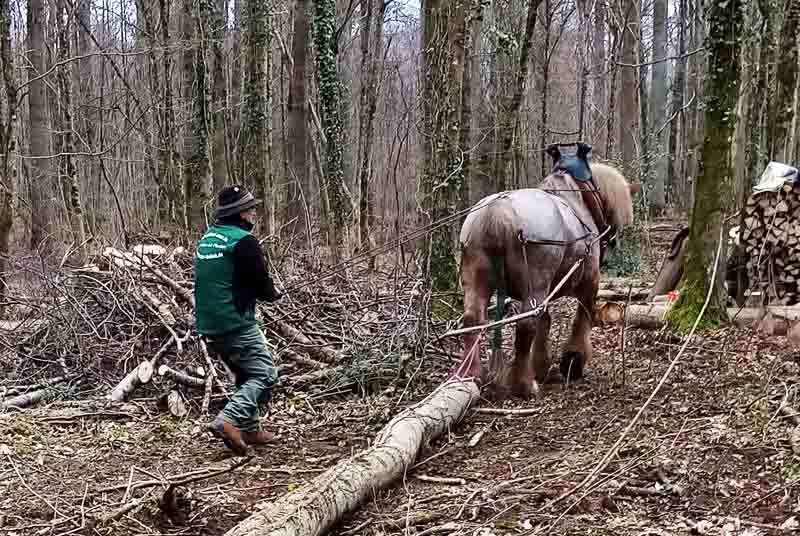 Kaltblut zieht Baumstamm im Wald