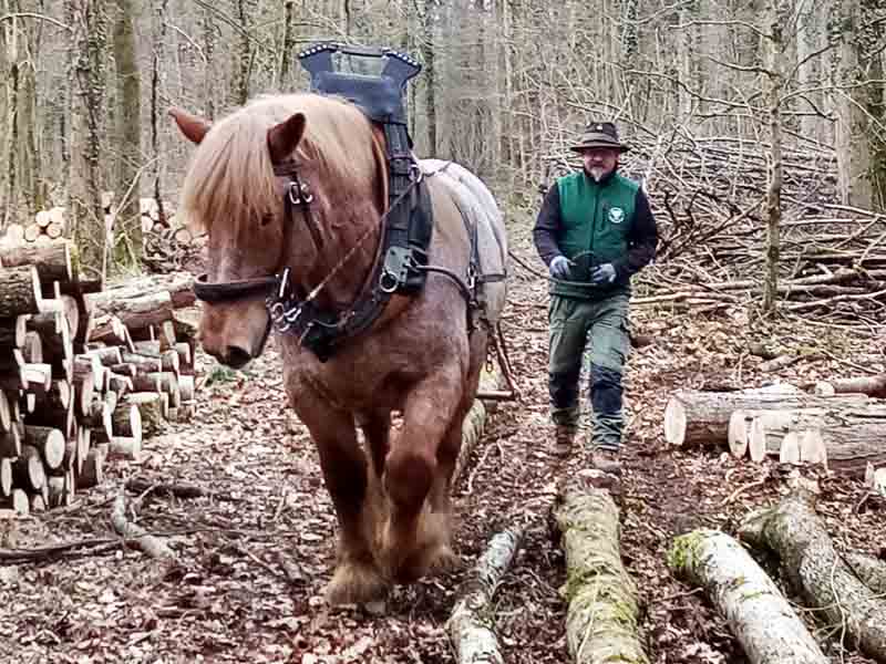 Sang froid lors du débardage