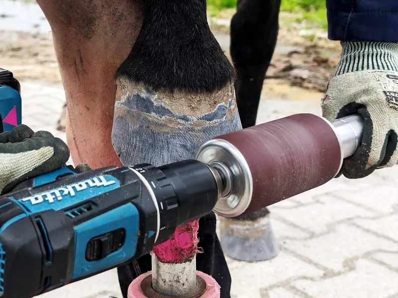 Der Hufschmied schleift den Pferdehuf mit dem Hoof Buffer.