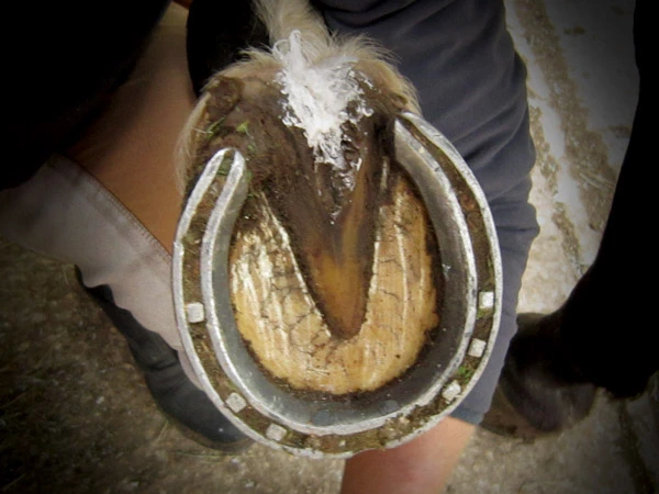 Das Foto zeigt einen mit einem Hufeisen beschlagenen Huf, bei dem Hoof Sutff angewendet wurde.