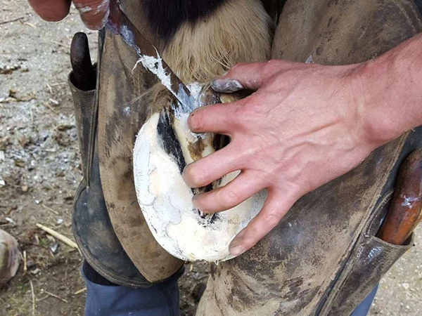 Hoof Stuff wird in Hohlräume eingedrückt.