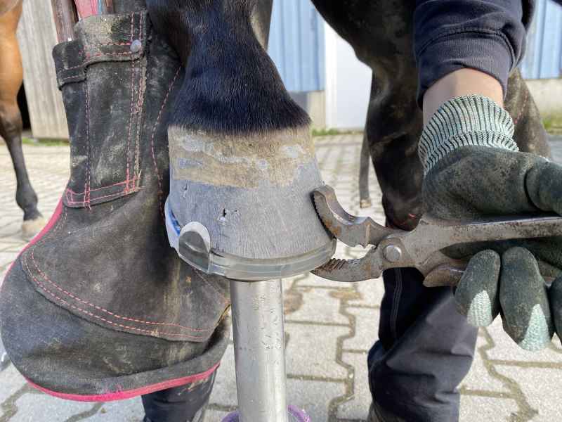 Vernieten der Nägel am Huf - alternativer Hufschutz mit Seitenkappen und Profil am Huf