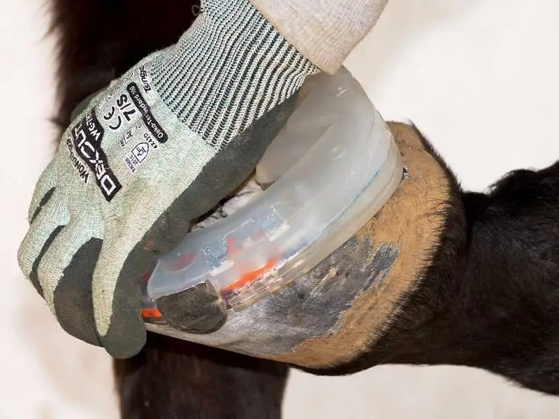 Vérification de l’ajustement d’un ferrage avec talonnette sur le sabot.