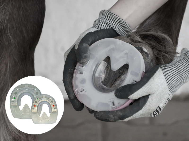 Le maréchal-ferrant teste la position du fer composite sans clous avec noyau métallique stabilisant et revêtement plastique amortissant sur le pied antérieur du cheval.