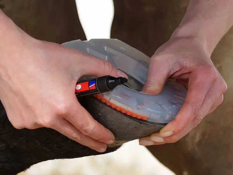 Vérification de l’ajustement du fer à cheval au sabot.