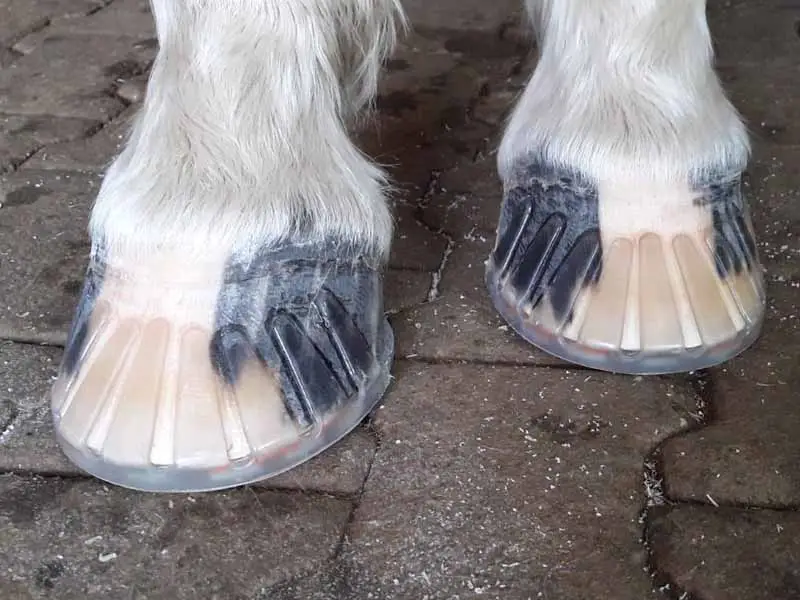 Sabots de chevaux équipés d’un fer en plastique et d’un collier adhésif.