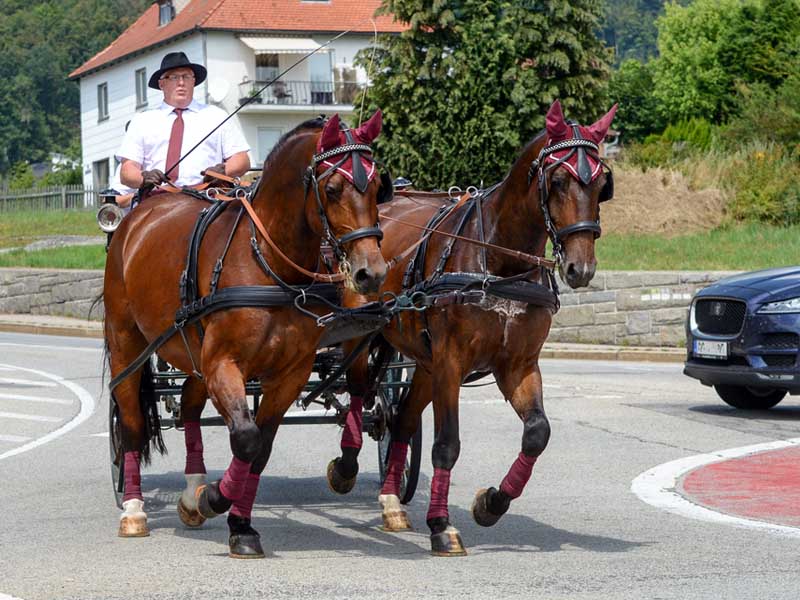 Deux chevaux marron tirent une calèche dans la circulation routière.