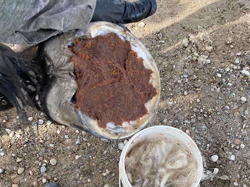 Hufschmied bereitet einen Huf mit Magic Cushion für den Beschlag vor