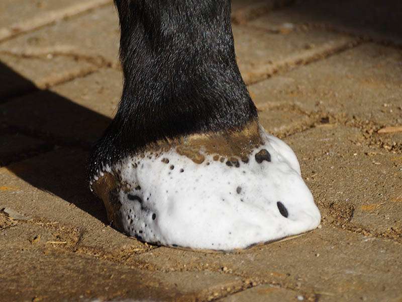 ein Huf, der mit dem Schaumreiniger MEGA FOAM eingesprüht wurde