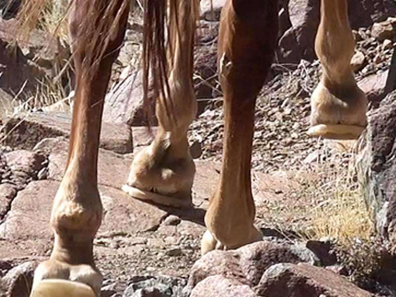 Un cheval ferré avec des fers en plastique traverse un chemin très rocailleux.