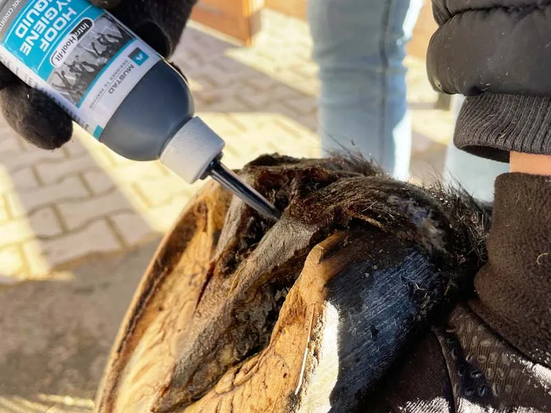 Il proprietario del cavallo tratta lo zoccolo del suo cavallo con il Hoof Hygiene Liquid di Mustad.