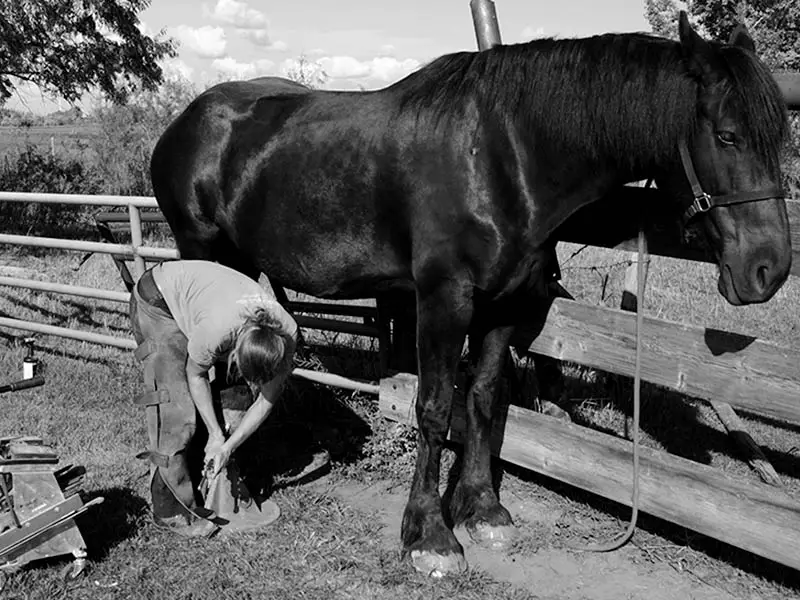 Una maniscalca rivetta i chiodi su un cavallo da tiro con zoccoli grandi.