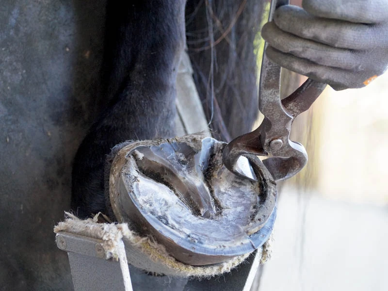Un maréchal-ferrant travaille un sabot avec une pince à parer