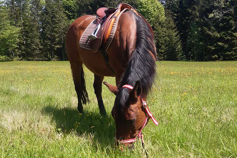 Le cheval est sellé et broute dans une prairie.