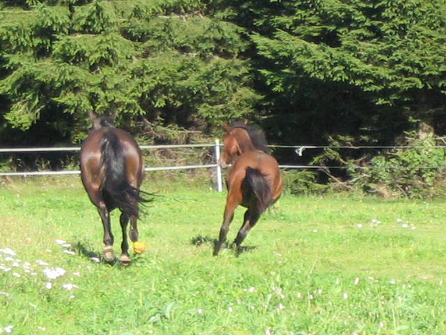 deux chevaux s'éloignent au galop dans un paddock d'herbe