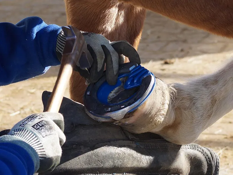 Die Hufschmiedin nagelt das Hufeisen mit stossdämpfender Einlegesohle auf den Pferdehuf auf. Sie trägt Wondergrip Schnittschutzhandschuhe.