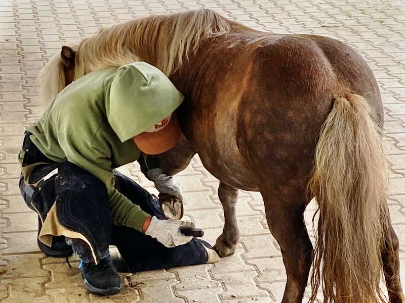 Maniscalco inginocchiato accanto a un pony durante la ferratura dello zoccolo di un pony