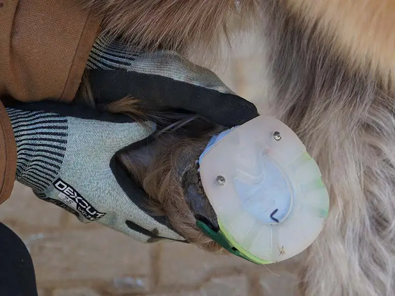 Un maniscalco tiene tra le mani uno zoccolo di pony. Lo zoccolo è protetto con un ferro in plastica incollato, per una protezione il più possibile vicina alla condizione barefoot. Per un grip ottimale, nella zona dei talloni sono avvitati due spikes simili a perni di metallo duro nel ferro convenzionale.