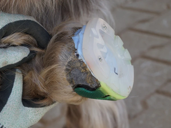 Detailaufnahme eines Ponyhufes. Er ist mit einem Ponyhufeisen aus Kunststoff beklebt. Es handelt sich um einen Spezial-Beschlag mit blauem Hufpolster.