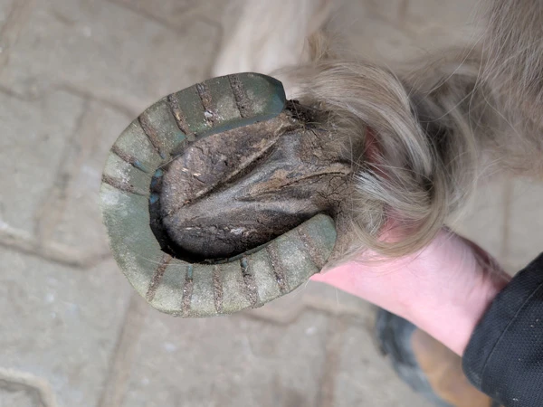 Detailaufnahme eines modifizierten Ponyhufeisens.
