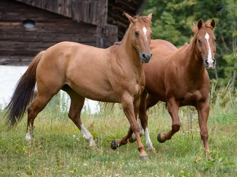 situation en troupeau avec protection alternative des sabots avec manteau en plastique