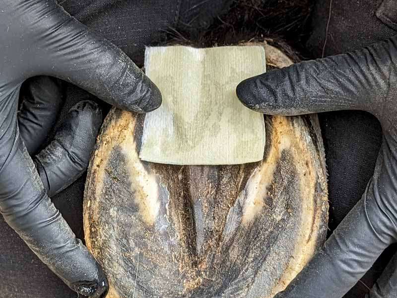 Un pad di balsamo per il fettone viene posizionato sullo zoccolo pulito per il trattamento.