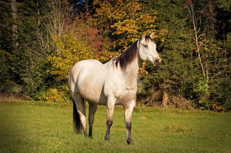 Ein Quarterhorse-Wallach, der mit alternativem Hufschutz beschlagen ist, steht im Herbst auf der Weide.