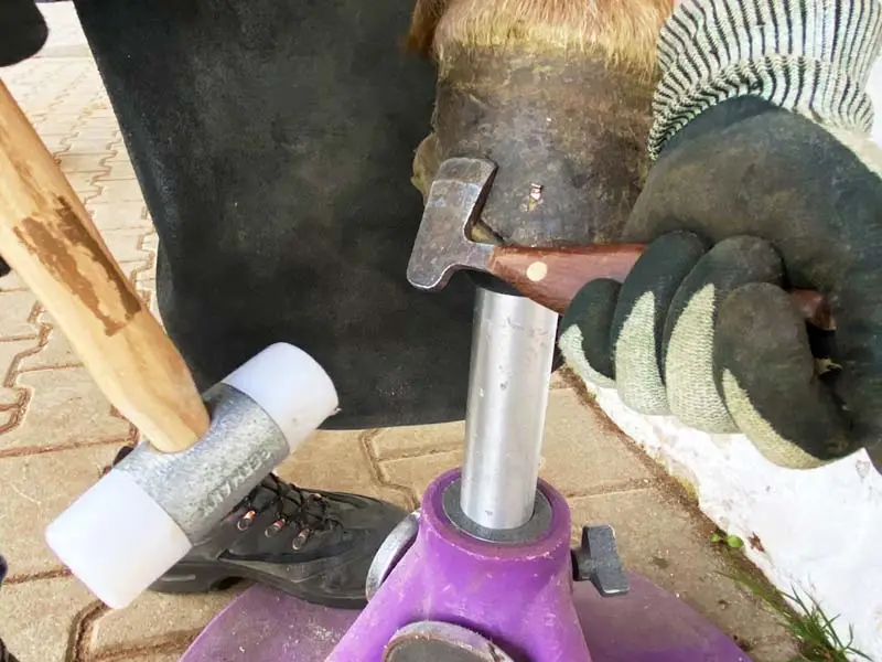 Dettaglio dell'apertura dei chiodi sullo zoccolo. Lo zoccolo anteriore è appoggiato sul cavalletto poggiapede. Il maniscalco tiene in mano una mazzuola con testa in nylon e lo scassachiodi.