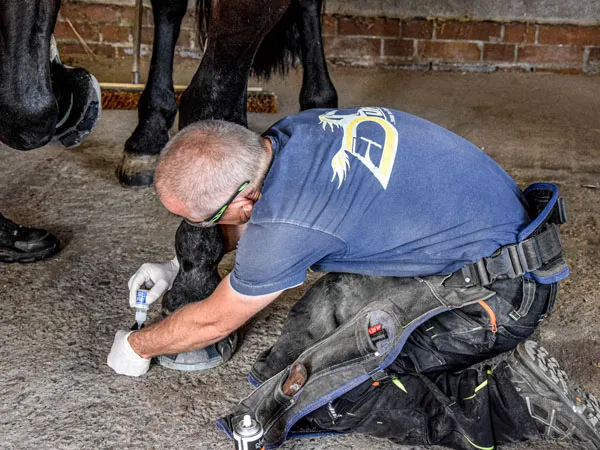 Un maniscalco fissa una ferratura allo zoccolo. È inginocchiato a terra e il grembiule da maniscalco funge da comoda imbottitura per le ginocchia.