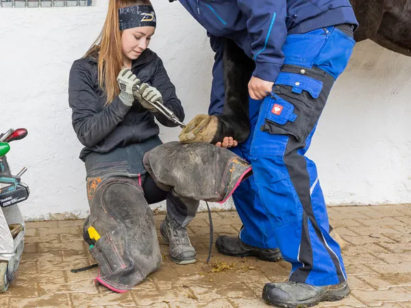 Una maniscalca rimuove una ferratura composita dallo zoccolo. Lo zoccolo è sostenuto da un supporto e appoggiato anche sulla coscia della maniscalca.