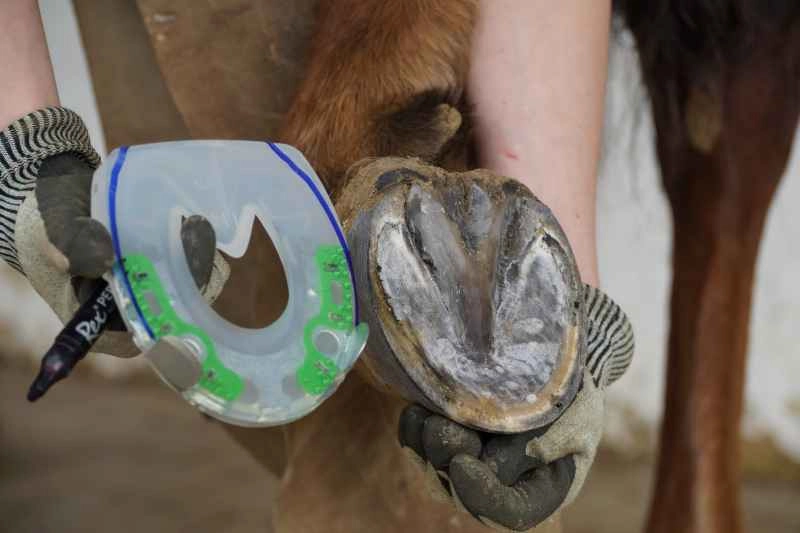 Der Hufschmied zeigt den Beschlag, auf den die Hufform mit einem Edding aufgezeichnet wurde. Daneben hält er den ausgeschnittenen Huf. Man sieht die Hufunterseite.