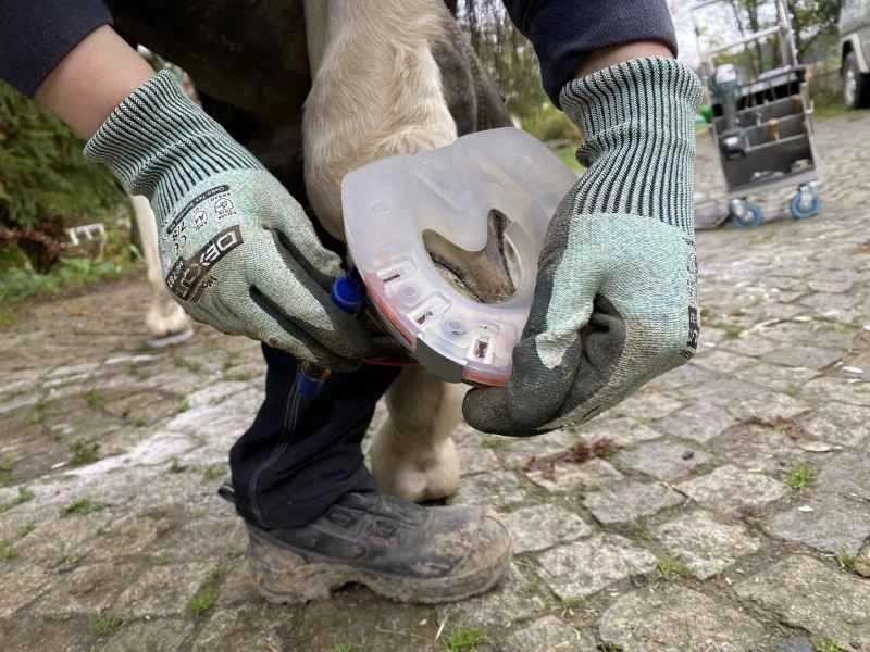 Der Hufschmied zeichnet am aufgehobenen Huf die Hufform mit einem Permanentmarker auf das alternative Hufeisen.