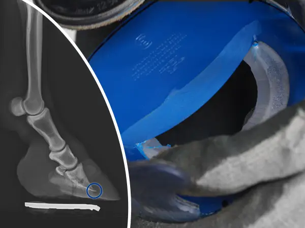 Image informative avec une radiographie d’un sabot sur laquelle la pointe de la troisième phalange est marquée. À côté se trouve une ferrure composite avec un Sole Relief Pad bleu modifié. L’image indique que le Sole Relief Pad doit être correctement positionné et ajusté afin de soulager la pointe de la troisième phalange.