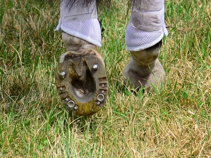 Primo piano degli zoccoli posteriori di un cavallo nella disciplina del completo; è ferrato con un ferro ammortizzante speciale con quattro fori per ramponi. Due fori sono avvitati con ramponi da prato, gli altri due sono chiusi con ramponi ciechi.