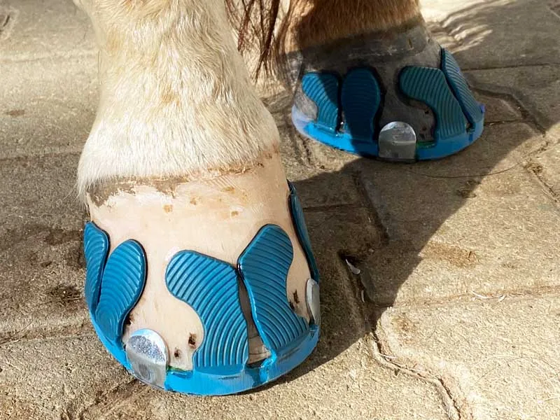 Hinterhufe beklebt mit einem Verbundbeschlag mit Seitenkappen und blauen Klebelaschen