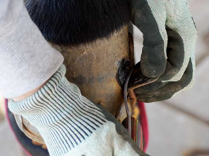 Abtrennen eines Klebebeschlags vom Huf mit dem Hufmesser